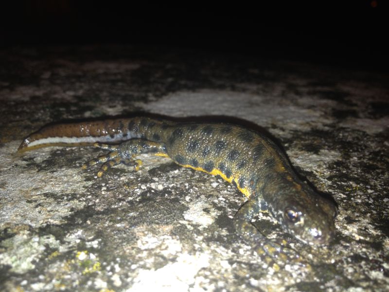 Triturus carnifex